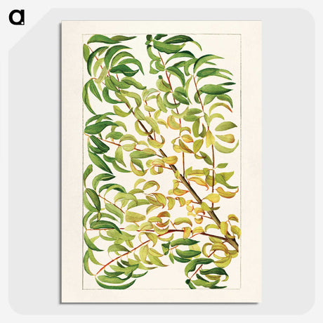 1-27_USDA-Watercolor-Fruit-Painting-Collection_picture-crop