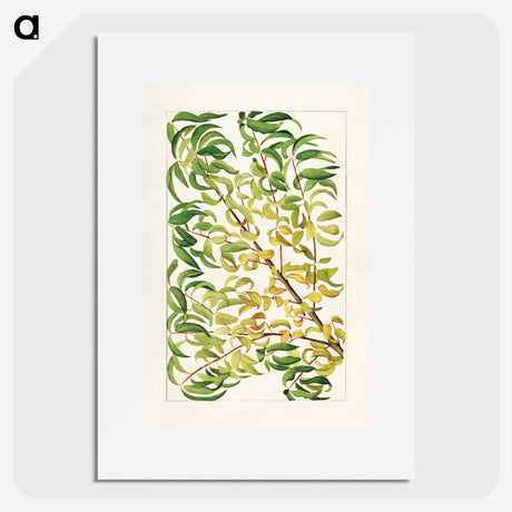 1-27_USDA-Watercolor-Fruit-Painting-Collection_picture