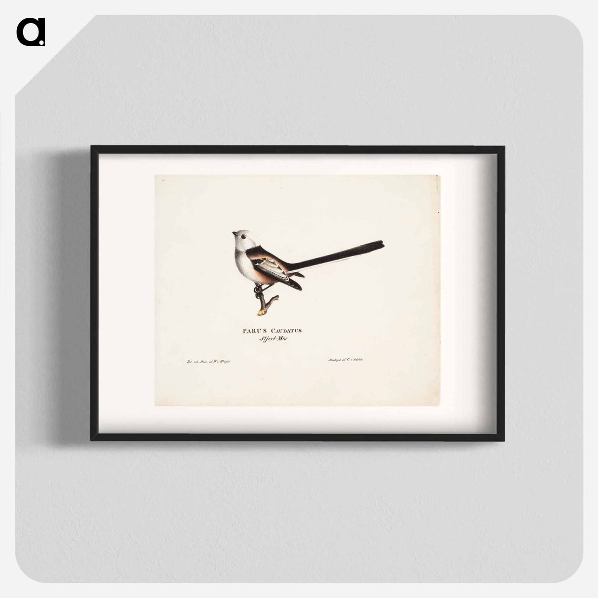 Long-tailed tit - ヴィルヘルム フォン ライト Poster.