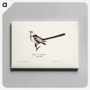 アートパネル-Long-tailed tit - ヴィルヘルム フォン ライト Canvas.