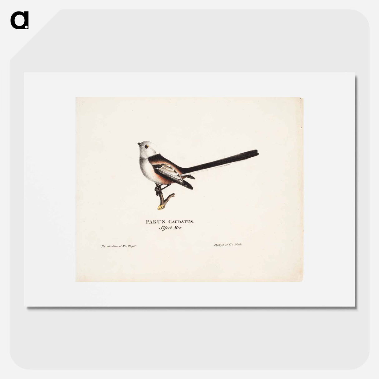 Long-tailed tit - ヴィルヘルム フォン ライト Poster.