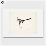 Long-tailed tit - ヴィルヘルム フォン ライト Poster.
