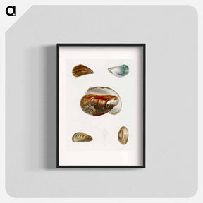 アートポスター-Different types of seashells illustration from Zoology of New York by James Ellsworth De Kay - ニューヨークの動物学 Poster.