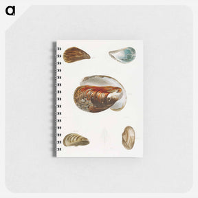 アートメモ帳-Different types of seashells illustration from Zoology of New York by James Ellsworth De Kay - ニューヨークの動物学 Memo.