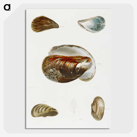 1-27_Zoology-of-New-York_picture-crop