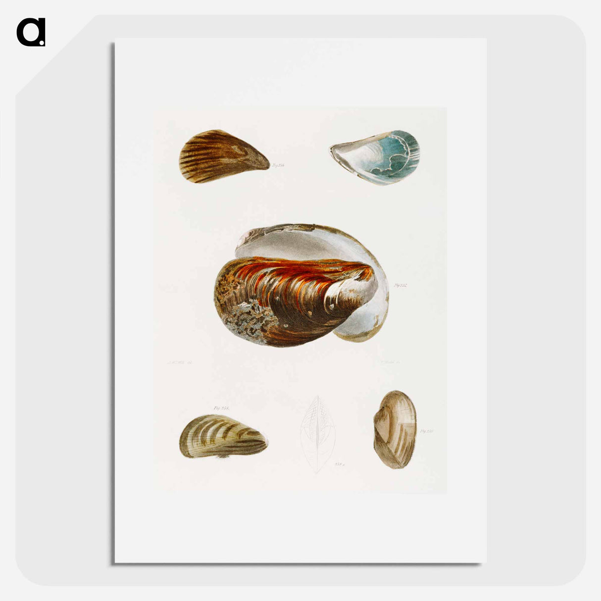 Different types of seashells illustration from Zoology of New York by James Ellsworth De Kay - ニューヨークの動物学 Poster.