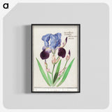 1-28_Anselmus-Boetius-de-Boodt_blk-crop