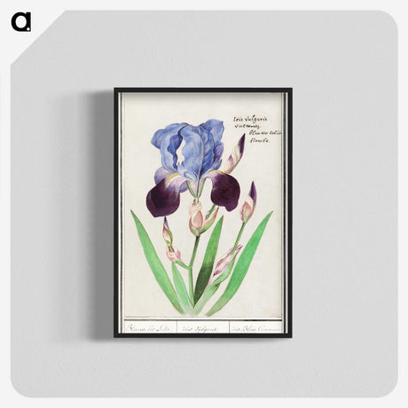 1-28_Anselmus-Boetius-de-Boodt_blk-crop