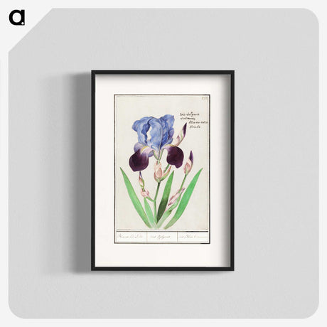 1-28_Anselmus-Boetius-de-Boodt_blk