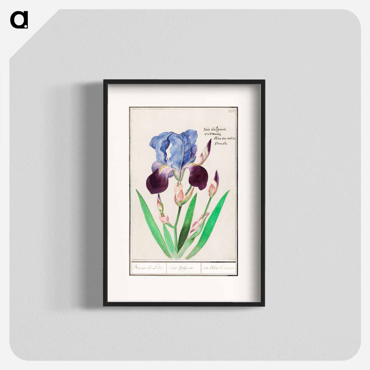 Purple iris - アンセルムス ボエティウス デ ブート Poster.