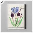 1-28_Anselmus-Boetius-de-Boodt_canvas