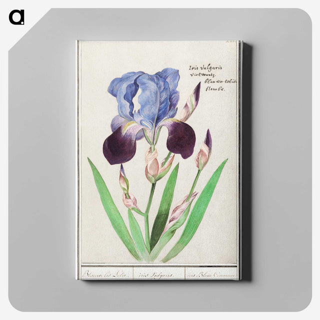 1-28_Anselmus-Boetius-de-Boodt_canvas