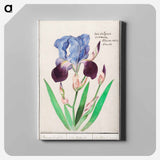 Purple iris - アンセルムス ボエティウス デ ブート Canvas.