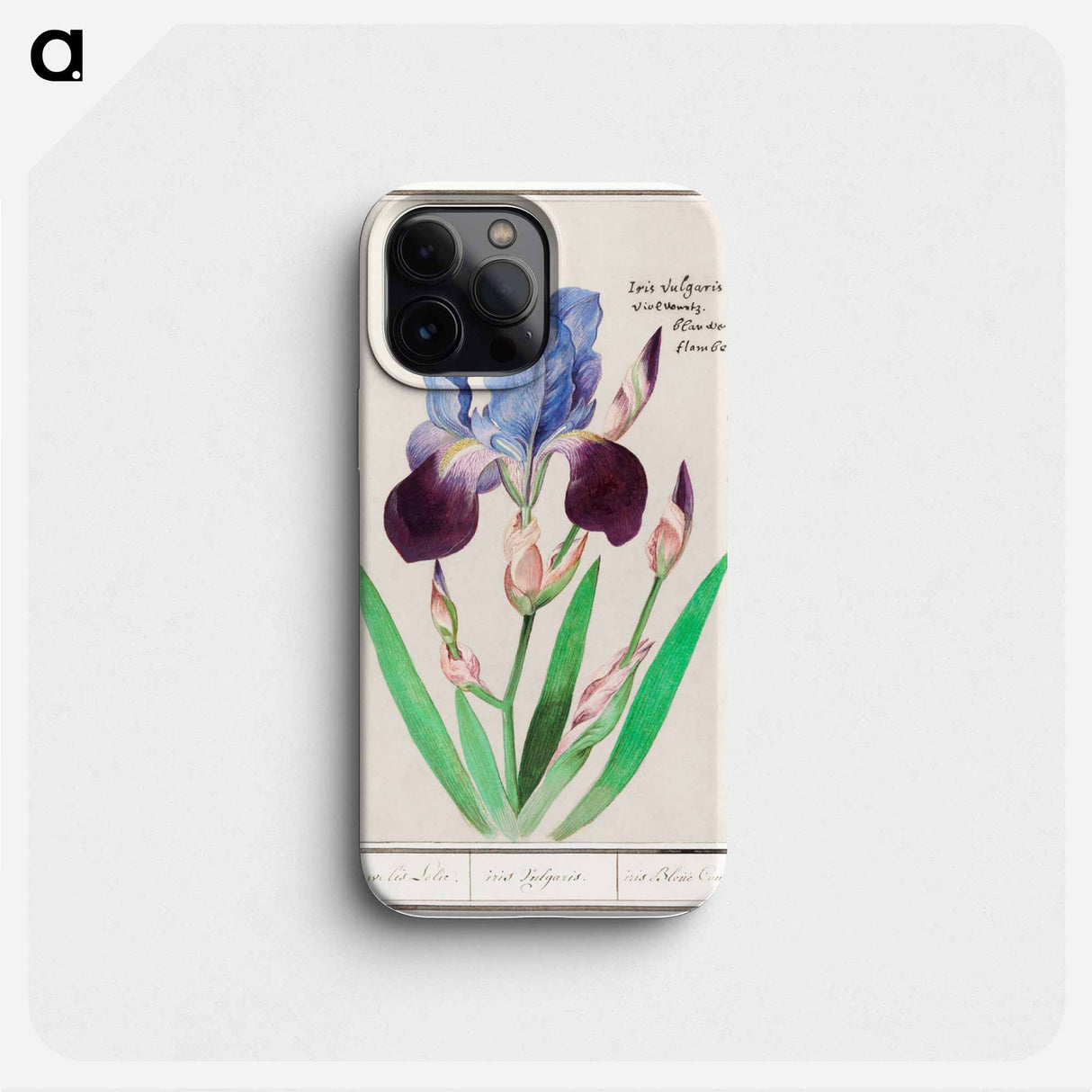 Purple iris - アンセルムス ボエティウス デ ブート Phone Case.