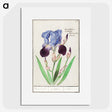 1-28_Anselmus-Boetius-de-Boodt_picture