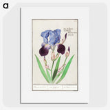 1-28_Anselmus-Boetius-de-Boodt_picture