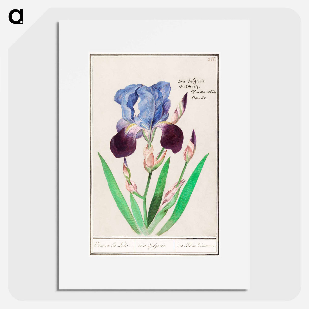 Purple iris - アンセルムス ボエティウス デ ブート Poster.