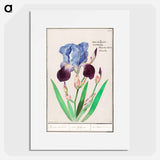 Purple iris - アンセルムス ボエティウス デ ブート Poster.