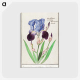 1-28_Anselmus-Boetius-de-Boodt_postcard