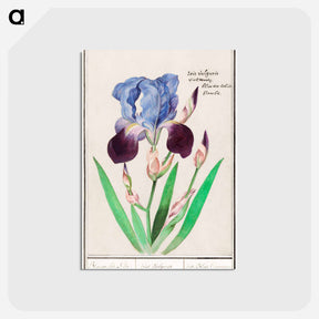 アートポストカード-Purple iris - アンセルムス ボエティウス デ ブート Postcard.