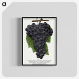 1-28_Botanical-Specimen-Plates_blk-crop