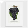 1-28_Botanical-Specimen-Plates_picture