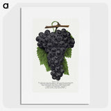 1-28_Botanical-Specimen-Plates_picture