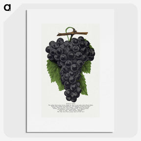 1-28_Botanical-Specimen-Plates_picture