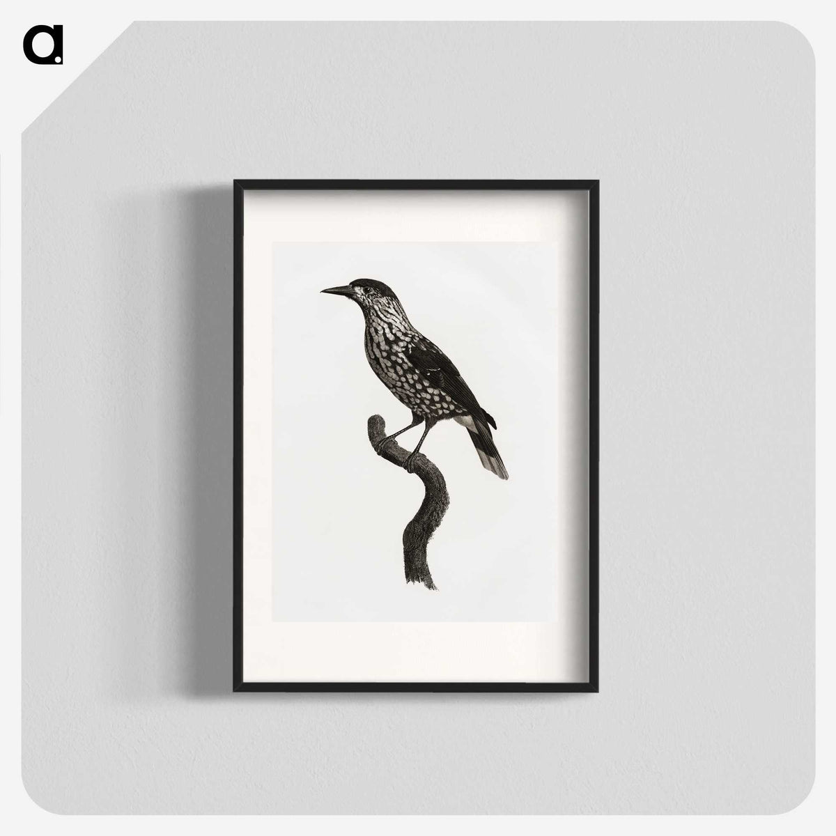 1-28_Des-Oiseaux-de-Paradis_blk