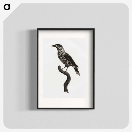 1-28_Des-Oiseaux-de-Paradis_blk