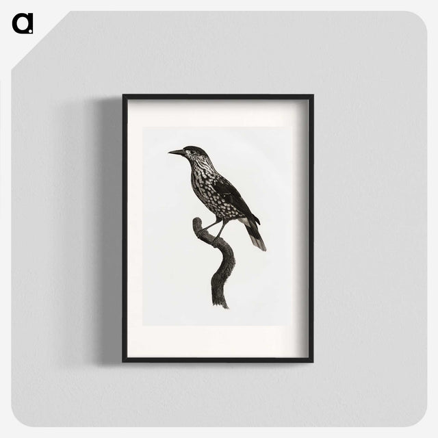 1-28_Des-Oiseaux-de-Paradis_blk