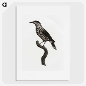 1-28_Des-Oiseaux-de-Paradis_picture
