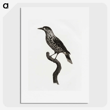1-28_Des-Oiseaux-de-Paradis_picture