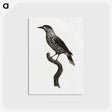 1-28_Des-Oiseaux-de-Paradis_postcard