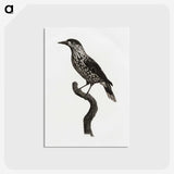 1-28_Des-Oiseaux-de-Paradis_postcard