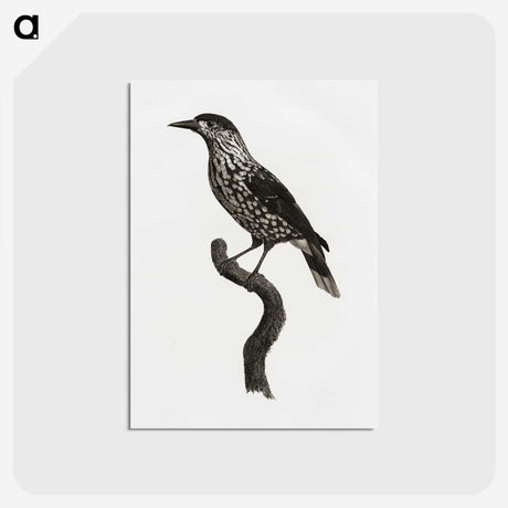 1-28_Des-Oiseaux-de-Paradis_postcard