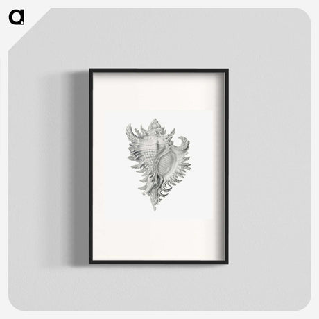 1-28_Ernst-Haeckel_blk