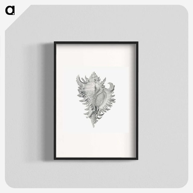1-28_Ernst-Haeckel_blk