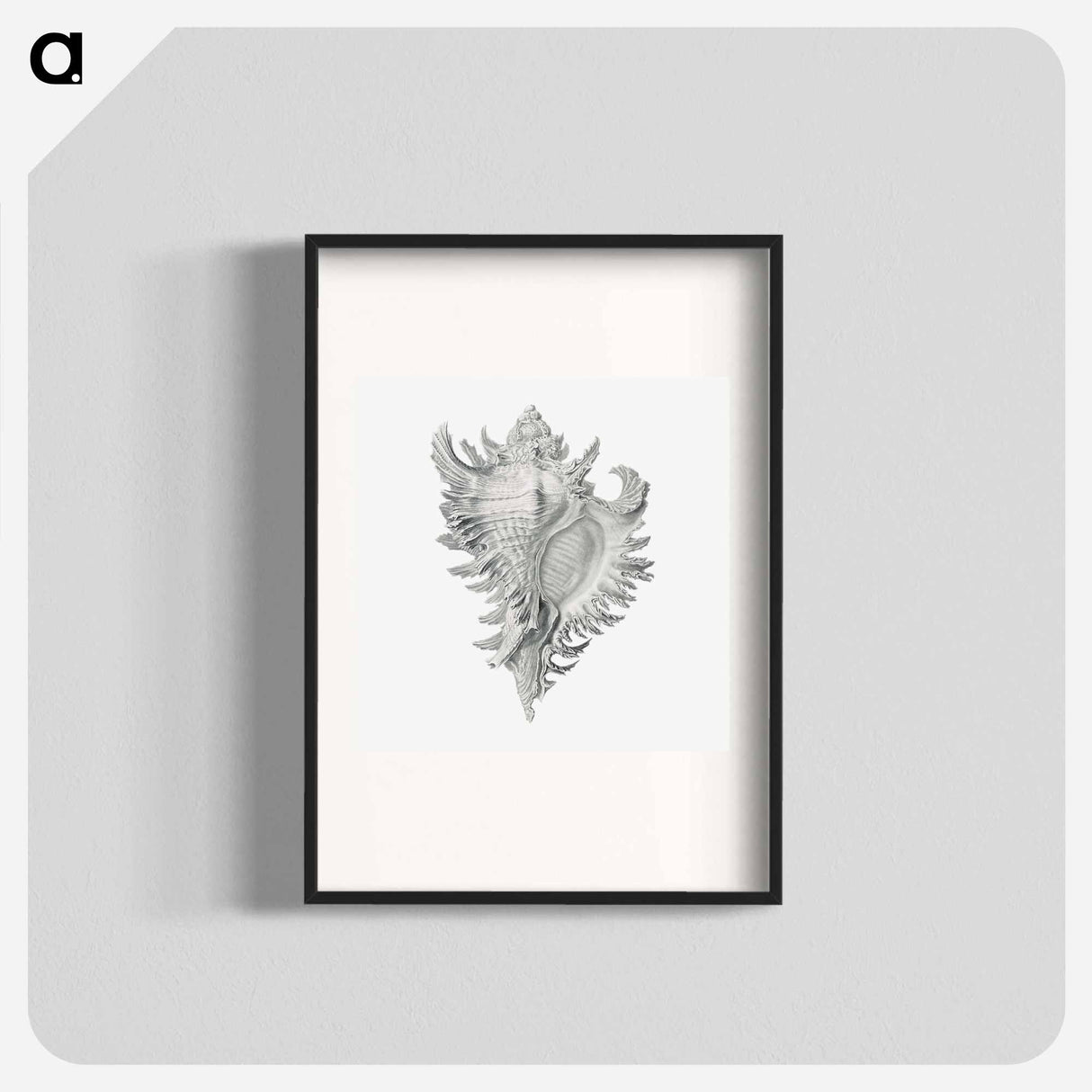 Vintage shell marine life illustration - エルンスト ヘッケル Poster.