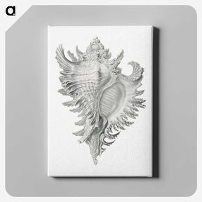 1-28_Ernst-Haeckel_canvas