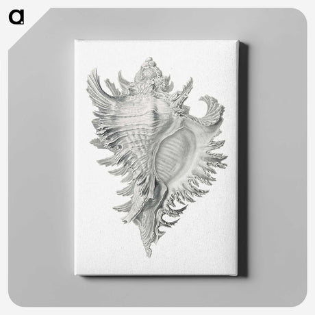 1-28_Ernst-Haeckel_canvas