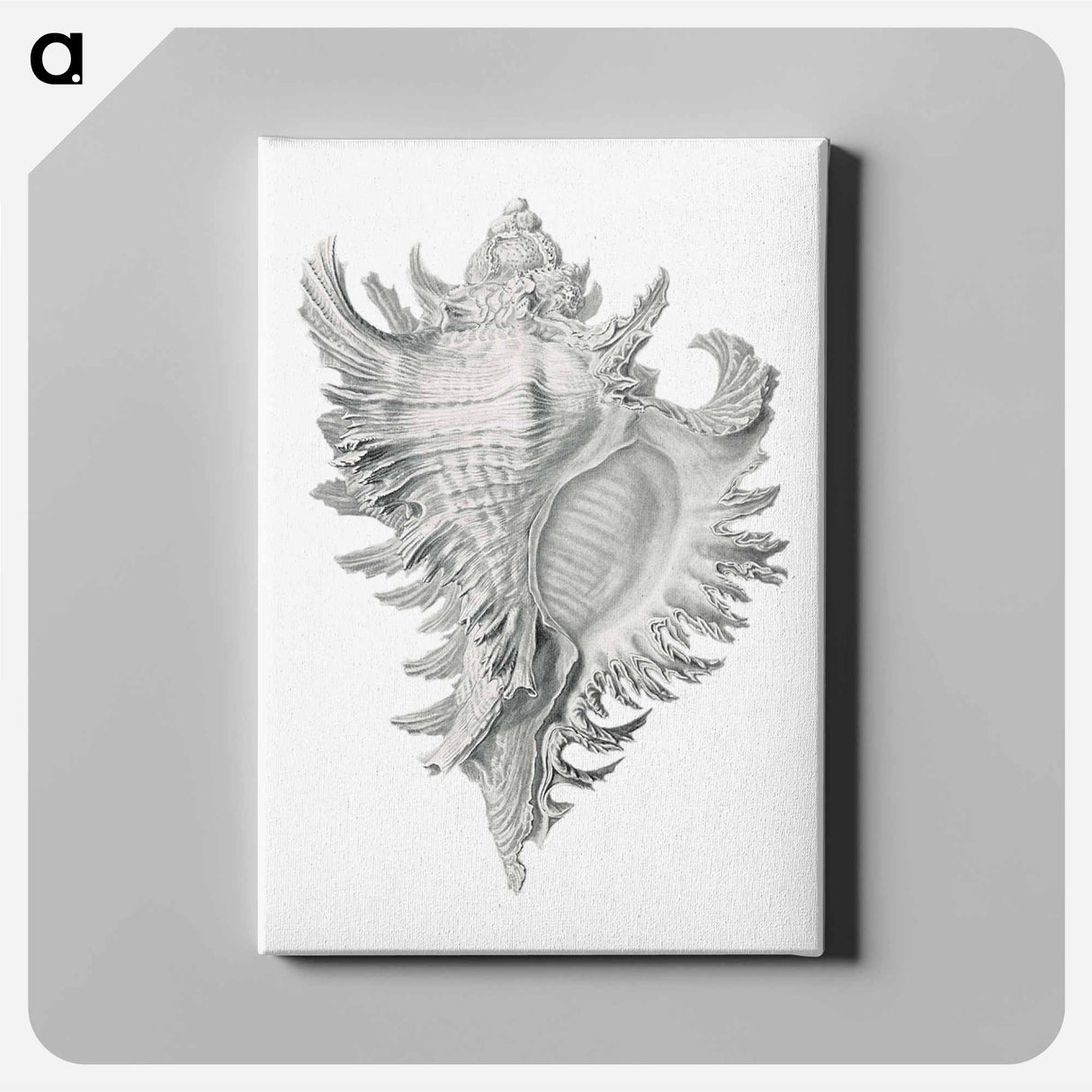 Vintage shell marine life illustration - エルンスト ヘッケル Canvas.