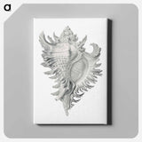 Vintage shell marine life illustration - エルンスト ヘッケル Canvas.