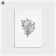 アートポストカード-Vintage shell marine life illustration - エルンスト ヘッケル Postcard.