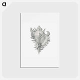 アートポストカード-Vintage shell marine life illustration - エルンスト ヘッケル Postcard.