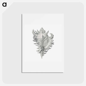 アートポストカード-Vintage shell marine life illustration - エルンスト ヘッケル Postcard.