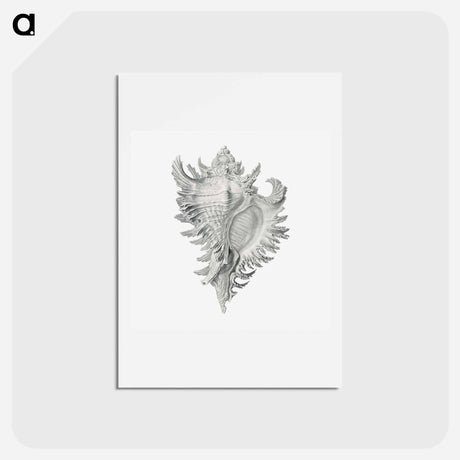 アートポストカード-Vintage shell marine life illustration - エルンスト ヘッケル Postcard.
