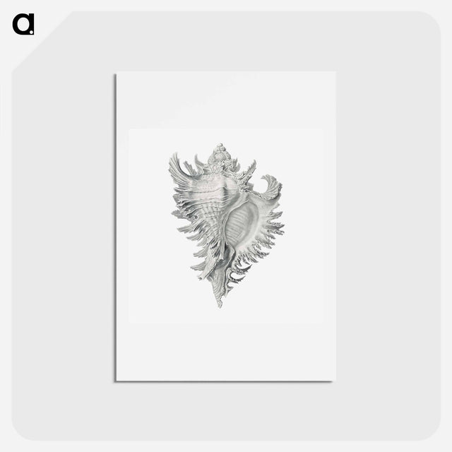 アートポストカード-Vintage shell marine life illustration - エルンスト ヘッケル Postcard.