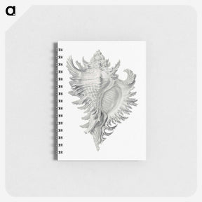 1-28_Ernst-Haeckel_memo