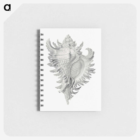 1-28_Ernst-Haeckel_memo